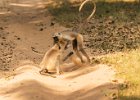 120 Monkeys